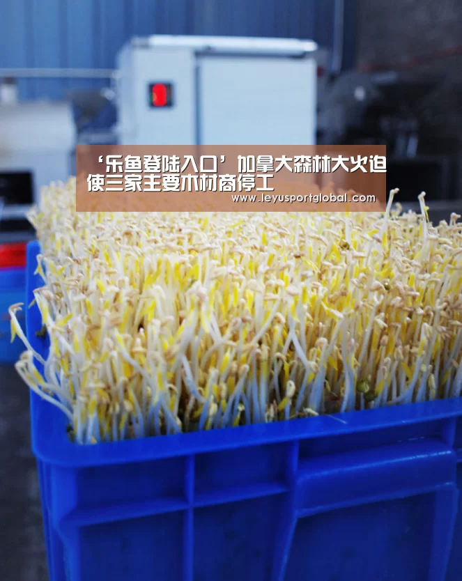 ‘乐鱼登陆入口’加拿大森林大火迫使三家主要木材商停工(图1) 乐鱼登陆入口