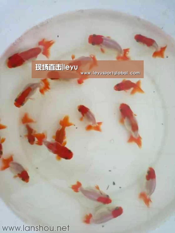 现场直击|leyu(图4)
现场直击|leyu(图4)